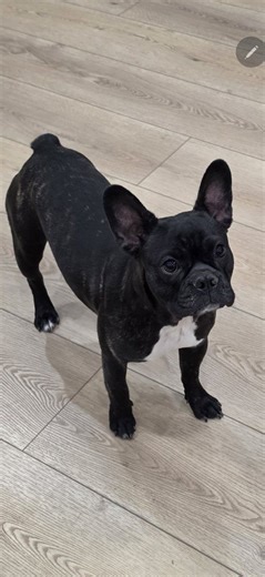 8 month old black brindle Frenchie Boston female | Dogs | KSL Classifieds