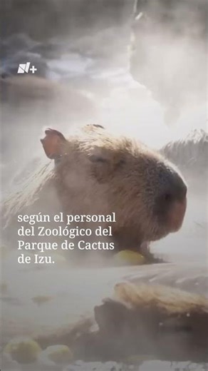 Estos Capibaras Gozan de Aguas Termales por una Tradición - N+