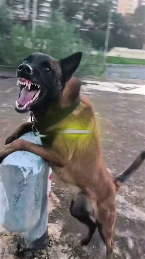 The Truth About the Belgian Malinois