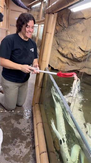 These albino Alligators are marvelous to look at! 🤩 They’re beautiful mutants!