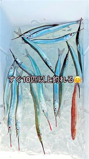 福岡にサヨリ大量発生‼️