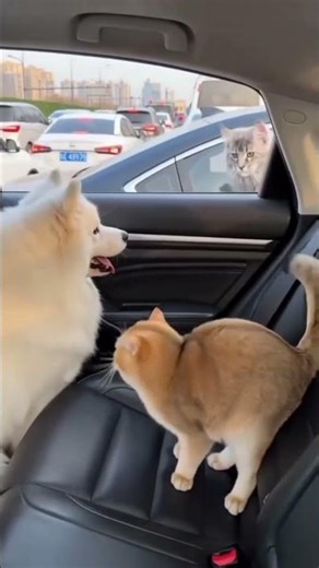 Caught in 4K… Cat Slaps Dog and Starts a Street Fight 🤣🐱🐶