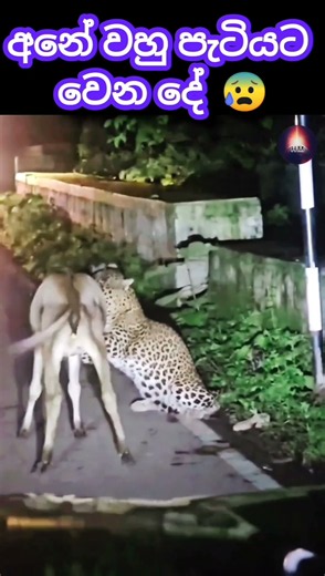 Oh ,Poor little calf! | Leopard