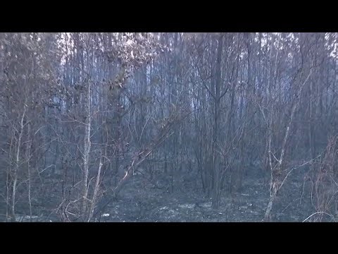 Saturday morning look at south Georgia wildfires | FOX 5 News