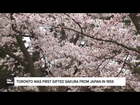 Cherry Blossom season underway in Toronto
