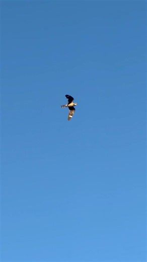 We spotted this Lesser Nighthawk flying over Nesbitt Lake in Hilo, Nevada back in July.
