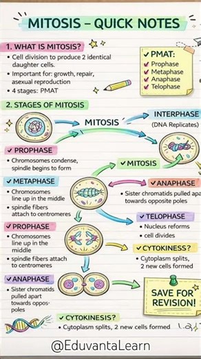 Mitosis Full Process in Easy Way | Cell Division Explained for Exams & Students #mitosis #shorts