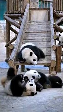 Cute Panda Cubs Playing on the Slide 🐼🎢💖 #Panda #pandafunnyvideo #oceanmagic #cuteanimals