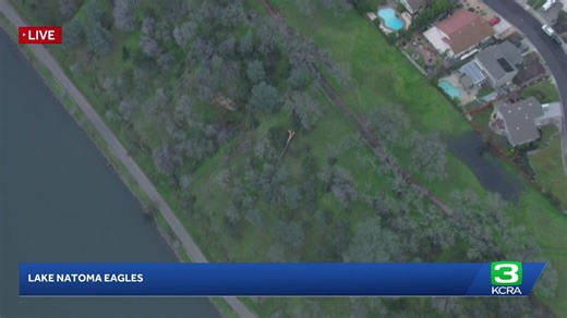 LIVE | LiveCopter 3 has a view of a bald eagle over Lake Natoma after its nest was destroyed | KCRA 3