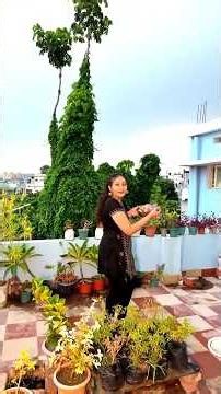 Plot twist: Mai ab baingan ugati bhi hun aur khilati bhi❌🌿🍆Harvesting day🌱#plants #gardening #garden