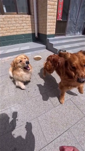 Two Dogs Fighting Over Food