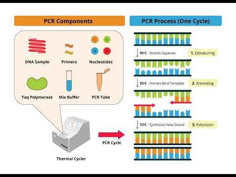 PCR Process