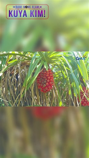 Ang pandan dagat na mula sa Camarines Norte! | Dami Mong Alam, Kuya Kim!