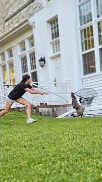 She refused to let this goose suffer 👏❤️ Thanks @nancypriorRescue