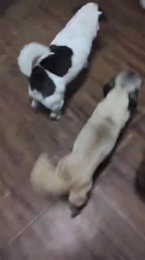 Starving Pug With Swollen Stomach Appears On Rescuer’s Doorstep, Pleading For Help [STORY BELOW]