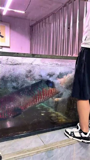 The imposing arapaima #fiercefish