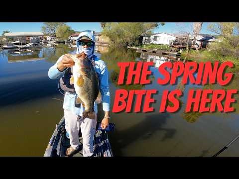 Power Finesse Fishing for FAT Clear Lake Bass