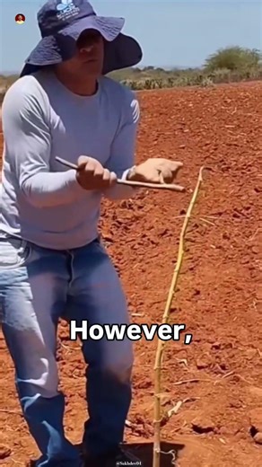 Finding Water with a Stick: Fact or Fiction?😲