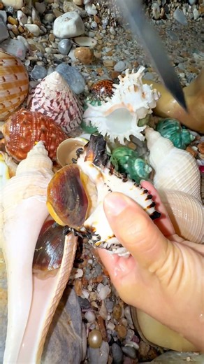 Sea Agate and Sea Crystal: Finding Hidden Treasures on the Shore and rare pearl
