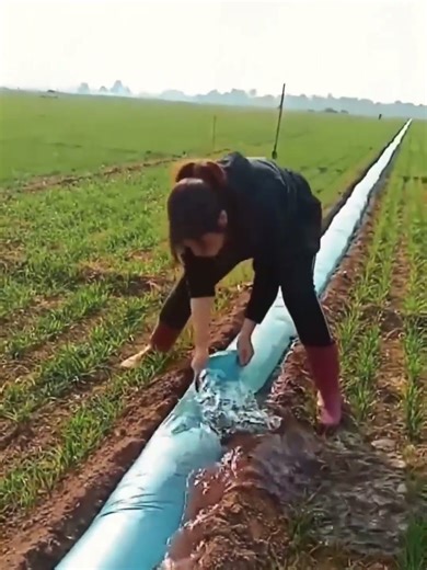 Watering process of crops with a plastic hose