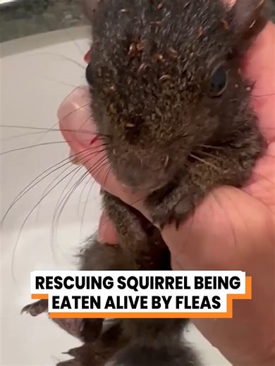 Squirrel Rescue: Helping Tiny Wildlife in Need