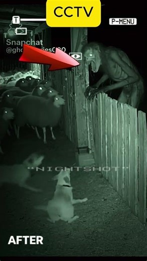 CCTV Footage: Alien Creature Attacks Sheep 😱🐑