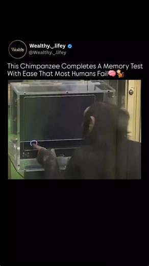 Wealthy._.life on Instagram: "This chimpanzee can beat most humans at memory tests 🧠⚡ In lab experiments, chimps can briefly see numbers on a screen, then recall their exact positions after they disappear — with near-perfect accuracy. Humans, even with training, usually fall short. It’s not higher intelligence, but specialization. Chimpanzee brains evolved for rapid visual processing and instant recall, a survival advantage in fast, unpredictable environments. Same biology. Different evolution.