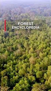 🌳 Some people study forests. Late Tulsi Gowda became one with them. ❤️