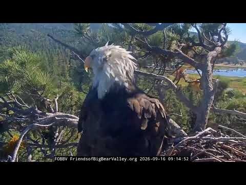 Big Bear Bald Eagle
