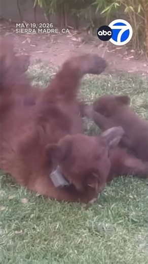 Bears spotted napping in tree