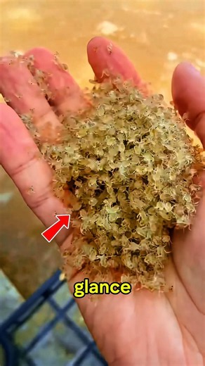 This Tiny Creature Can Make You Rich! 🦀 The Secret Behind Chinese Mitten Crab Farming