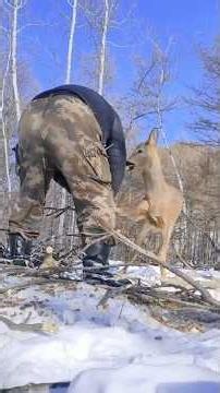 Wild Deer Patiently Waits To Be Rescued
