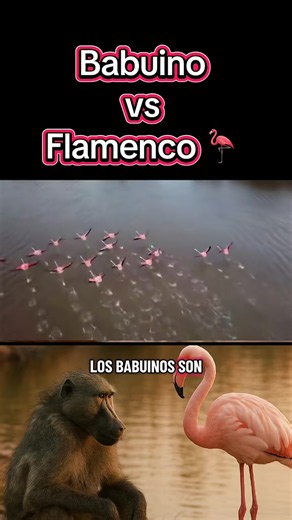 Baboons vs Flamingos 🐒🦩 Baboons vs Flamingos: The Unexpected Wildlife Battle 🐒🦩 What happens when aggressive baboons come face to face with a group of flamingos? Nature can be full of surprises. #Baboons #Flamingos #Wildlife #NatureFacts #AnimalKingdom