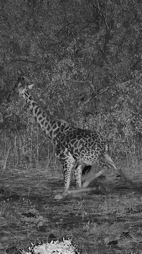 Watch How Awkwardly a Giraffe Sits Down 😂🦒