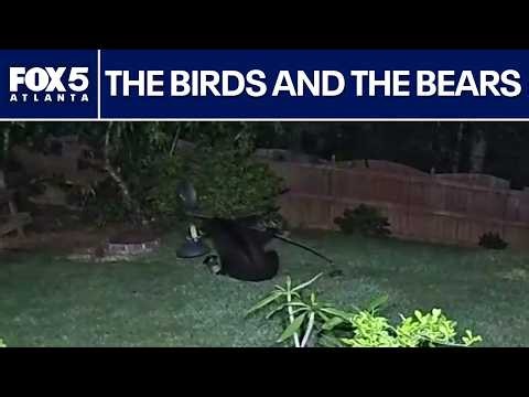 Bear gets physical with a backyard bird feeder | FOX 5 News