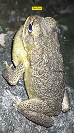 Amazing Sound of the Cane Toad 🐸 #original #naturesvoice #birdsound #wildlife #birdsongs #animals