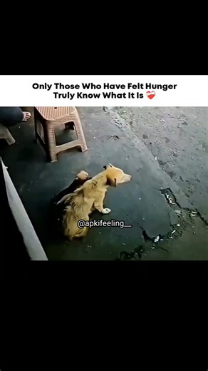 Those Who Have Felt Hunger Truly Know What It Is #shorts #kindness #humanity #viralvideo #emotional