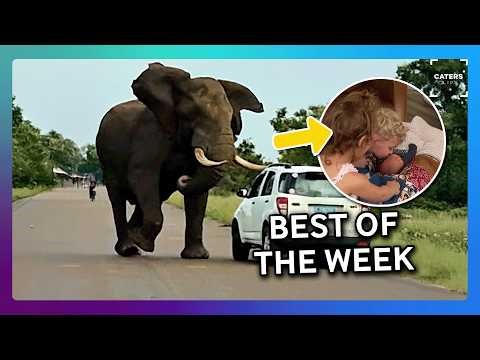 The Best Videos On The Internet This Week!