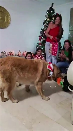 Golden Retriever Loves His Christmas Present || ViralHog