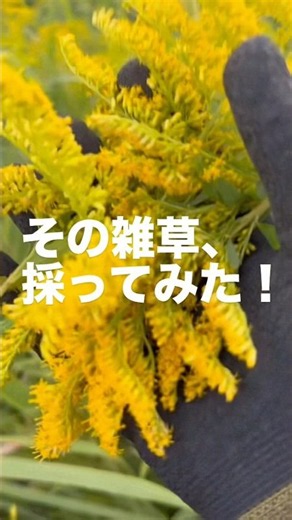 秋の河川敷でよく見かける、セイタカアワダチソウ🌼