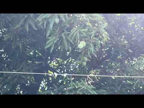 Philippine Mango Tree: Growing the Sweetest Mango Variety