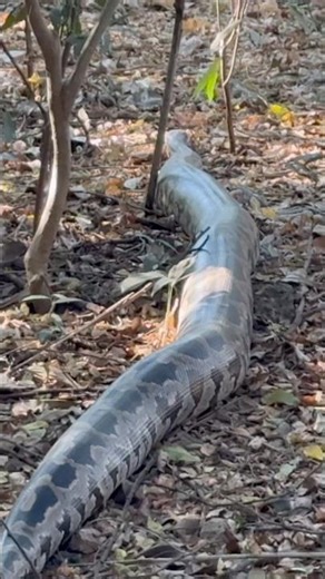 The Biggest Python I’ve Ever Seen! 🐍