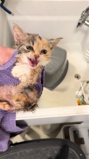 I forgot to post about Nibbles butt out pouching. Poop gets stuck there because she doesn’t have the nerves to tell the muscles to do their job. More on what’s going on with her when we get the full report back. Spoiler alert it’s not good and I’m processing.