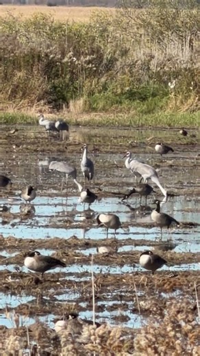 Sandhill cranes at Montezuma Wildlife Refuge visitors center!