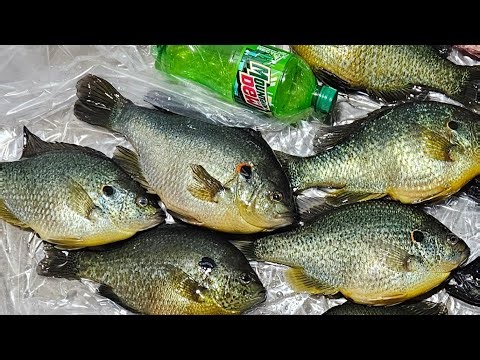 Shellshocked By Shellcrackers (Spring Panfishing).