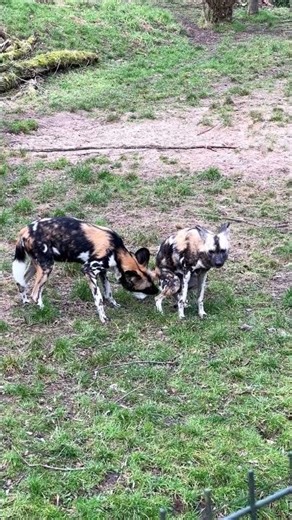Painted dogs invasion of privacy | Chester Zoo #shorts