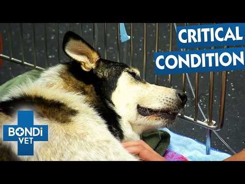 Distressed Dog Collapses After Hit And Run | Bondi Vet Double Episode