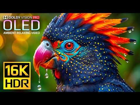 Epic 16K 120fps Video | BEST HDR Nature Dolby Vision | OLED Showcase | 4K Video • 8K Ultra HD TV