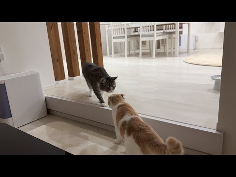 雷にビビってる弟を優しく慰めてくれてる兄猫が頼もしすぎました…