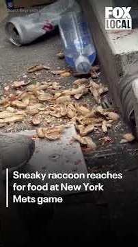 Sneaky raccoon reaches for food at New York Mets game